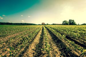 Field crops leading to a farm house